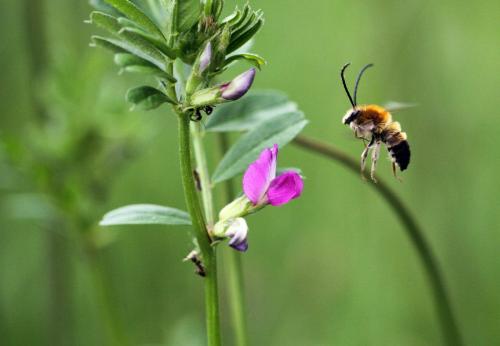 Eucera sp.